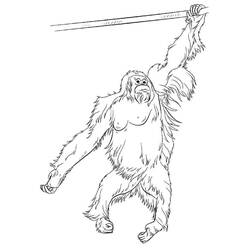 Dibujo para colorear: Orangután (Animales) #191570 - Dibujos para Colorear e Imprimir Gratis