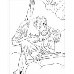 Dibujo para colorear: Orangután (Animales) #191571 - Dibujos para Colorear e Imprimir Gratis