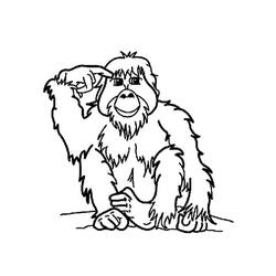 Dibujo para colorear: Orangután (Animales) #191572 - Dibujos para Colorear e Imprimir Gratis