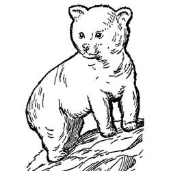 Dibujo para colorear: Osito (Animales) #214462 - Dibujos para Colorear e Imprimir Gratis