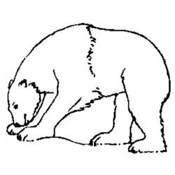 Dibujo para colorear: Oso (Animales) #12231 - Dibujos para Colorear e Imprimir Gratis
