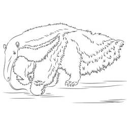 Dibujo para colorear: Oso Hormiguero (Animales) #219662 - Dibujos para Colorear e Imprimir Gratis