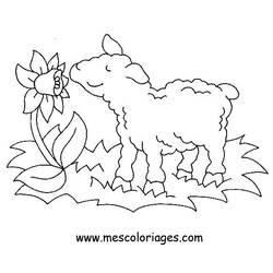 Dibujo para colorear: Oveja (Animales) #11458 - Dibujos para Colorear e Imprimir Gratis