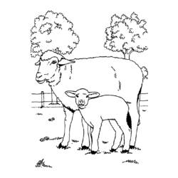 Dibujo para colorear: Oveja (Animales) #11544 - Dibujos para Colorear e Imprimir Gratis