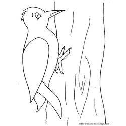 Dibujos para colorear: Pájaro carpintero - Dibujos para colorear