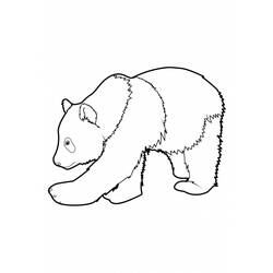 Dibujo para colorear: Panda (Animales) #12452 - Dibujos para Colorear e Imprimir Gratis