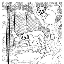 Dibujo para colorear: Panda Rojo (Animales) #212071 - Dibujos para Colorear e Imprimir Gratis