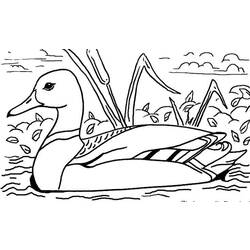 Dibujo para colorear: Pato (Animales) #1449 - Dibujos para Colorear e Imprimir Gratis