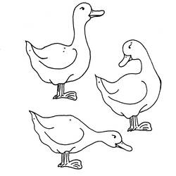 Dibujo para colorear: Pato (Animales) #1456 - Dibujos para Colorear e Imprimir Gratis