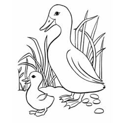 Dibujo para colorear: Pato (Animales) #1471 - Dibujos para Colorear e Imprimir Gratis