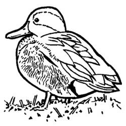 Dibujo para colorear: Pato (Animales) #1473 - Dibujos para Colorear e Imprimir Gratis
