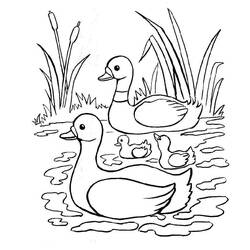 Dibujo para colorear: Pato (Animales) #1487 - Dibujos para Colorear e Imprimir Gratis