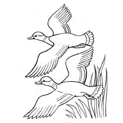 Dibujo para colorear: Pato (Animales) #1511 - Dibujos para Colorear e Imprimir Gratis