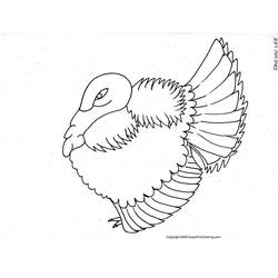 Dibujo para colorear: Pavo (Animales) #5353 - Dibujos para Colorear e Imprimir Gratis