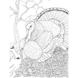 Dibujo para colorear: Pavo (Animales) #5390 - Dibujos para Colorear e Imprimir Gratis