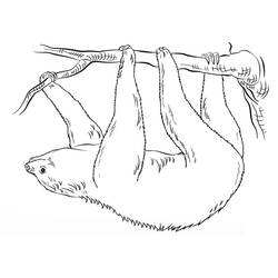 Dibujo para colorear: Perezoso (Animales) #210422 - Dibujos para Colorear e Imprimir Gratis