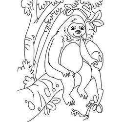 Dibujo para colorear: Perezoso (Animales) #210444 - Dibujos para Colorear e Imprimir Gratis