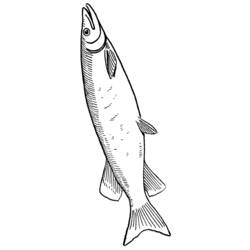 Dibujo para colorear: Pescado (Animales) #17194 - Dibujos para Colorear e Imprimir Gratis