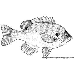 Dibujo para colorear: Pescado (Animales) #17211 - Dibujos para Colorear e Imprimir Gratis
