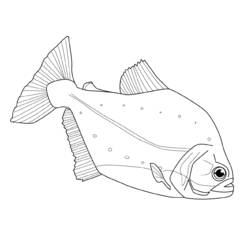 Dibujo para colorear: Pescado (Animales) #17213 - Dibujos para Colorear e Imprimir Gratis