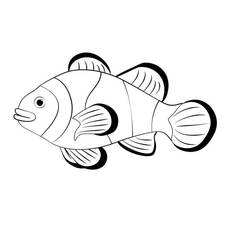 Dibujo para colorear: Pez Payaso (Animales) #218321 - Dibujos para Colorear e Imprimir Gratis