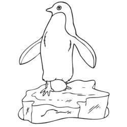 Dibujo para colorear: Pingüino (Animales) #16864 - Dibujos para Colorear e Imprimir Gratis