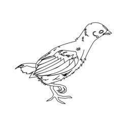 Dibujo Pollito (Animales) #15386 para imprimir y colorear
