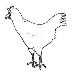 Dibujo para colorear: Pollo (Animales) #17377 - Dibujos para Colorear e Imprimir Gratis