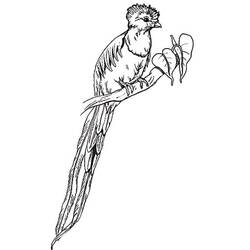 Dibujo para colorear: Quetzal (Animales) #180745 - Dibujos para Colorear e Imprimir Gratis
