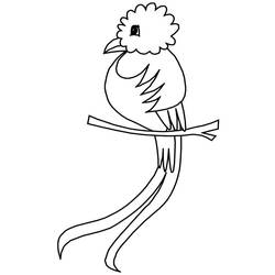 Dibujos para colorear: Quetzal - Dibujos para Colorear e Imprimir Gratis