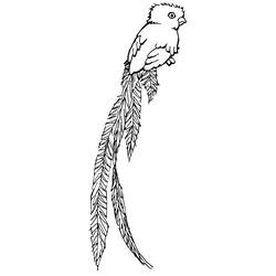 Dibujo para colorear: Quetzal (Animales) #180748 - Dibujos para Colorear e Imprimir Gratis