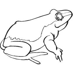 Dibujo para colorear: Rana (Animales) #7758 - Dibujos para Colorear e Imprimir Gratis