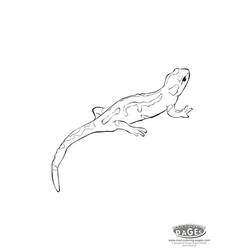 Dibujo para colorear: Salamandra (Animales) #19901 - Dibujos para Colorear e Imprimir Gratis