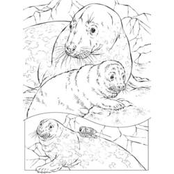 Dibujo para colorear: Sello (Animales) #16275 - Dibujos para Colorear e Imprimir Gratis