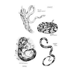 Dibujo para colorear: Serpiente (Animales) #14398 - Dibujos para Colorear e Imprimir Gratis