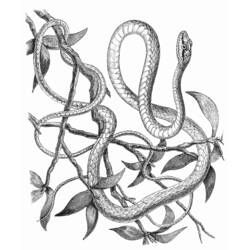 Dibujo para colorear: Serpiente (Animales) #14469 - Dibujos para Colorear e Imprimir Gratis