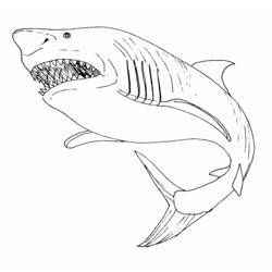 Dibujos para colorear: Tiburón - Dibujos para colorear