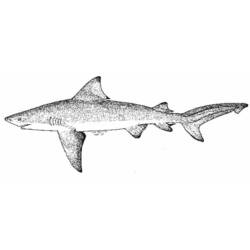 Dibujo para colorear: Tiburón (Animales) #14853 - Dibujos para Colorear e Imprimir Gratis