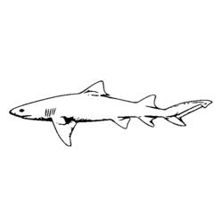 Dibujo para colorear: Tiburón (Animales) #14920 - Dibujos para Colorear e Imprimir Gratis