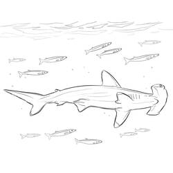 Dibujo para colorear: Tiburón martillo (Animales) #221014 - Dibujos para Colorear e Imprimir Gratis