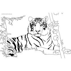 Dibujo para colorear: Tigre (Animales) #13590 - Dibujos para Colorear e Imprimir Gratis