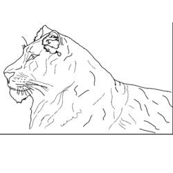 Dibujo para colorear: Tigre (Animales) #13758 - Dibujos para Colorear e Imprimir Gratis