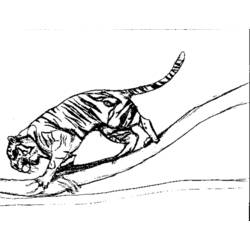 Dibujo para colorear: Tigre (Animales) #13760 - Dibujos para Colorear e Imprimir Gratis