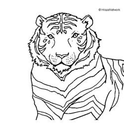 Dibujo para colorear: Tigre (Animales) #13772 - Dibujos para Colorear e Imprimir Gratis