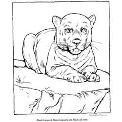 Dibujo para colorear: Zoo (Animales) #12733 - Dibujos para Colorear e Imprimir Gratis