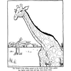 Dibujo para colorear: Zoo (Animales) #12741 - Dibujos para Colorear e Imprimir Gratis