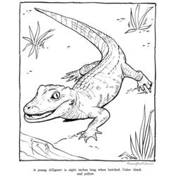 Dibujo para colorear: Zoo (Animales) #12820 - Dibujos para Colorear e Imprimir Gratis