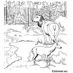 Dibujo para colorear: Zoo (Animales) #12888 - Dibujos para Colorear e Imprimir Gratis