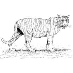 Dibujo para colorear: Zoo (Animales) #12901 - Dibujos para Colorear e Imprimir Gratis