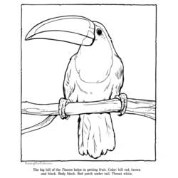 Dibujo para colorear: Zoológico (Animales) #12796 - Dibujos para Colorear e Imprimir Gratis